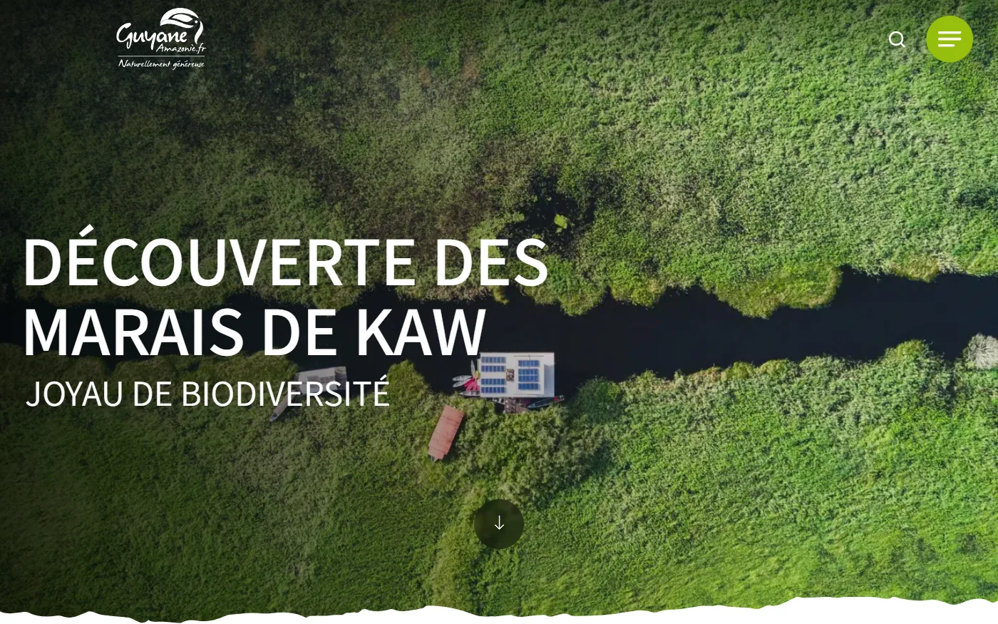 Nature : découverte des marais de Kaw, joyau de biodiversité