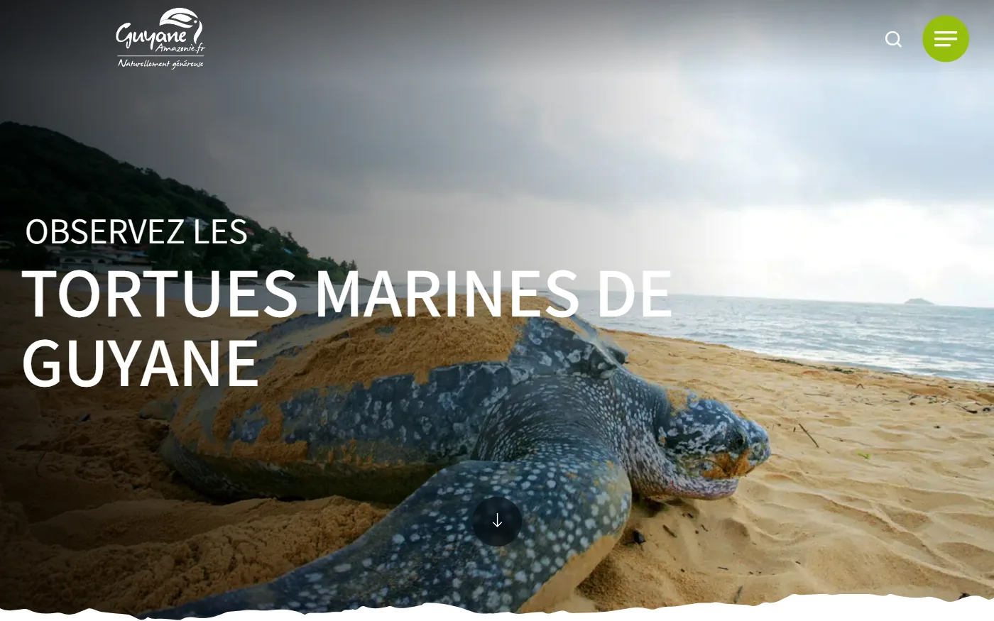 Nature : observer les tortues marines de Guyane